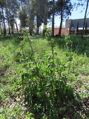 Scrophularia sambucifolia