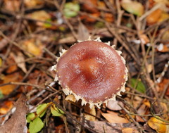 Stropharia formosa