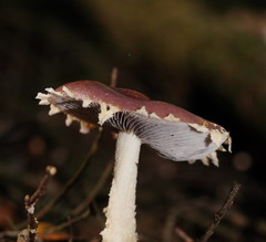 Stropharia formosa