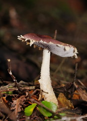 Stropharia formosa