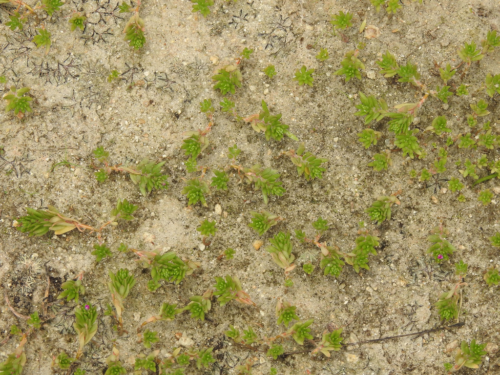 Portulaca pilosa, Tamil Nadu, IN