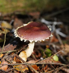 Stropharia formosa