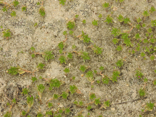 Portulaca pilosa