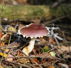 Stropharia formosa