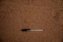 Connochaetes taurinus