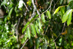 Chrysobalanaceae