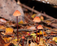 Mycena toyerlaricola