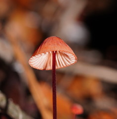 Mycena toyerlaricola