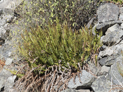 Polystichum imbricans imbricans