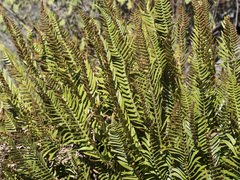 Polystichum imbricans imbricans