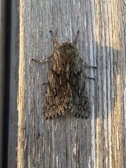 Brachionycha borealis