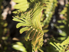 Polystichum imbricans imbricans
