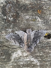 Brachionycha borealis