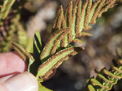 Polystichum imbricans imbricans