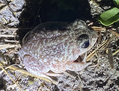 Sand Frog photo 5