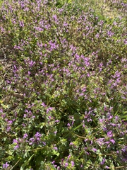 Lamium amplexicaule
