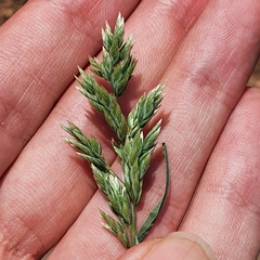 Poa bulbosa image