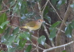 Pachysylvia aurantiifrons