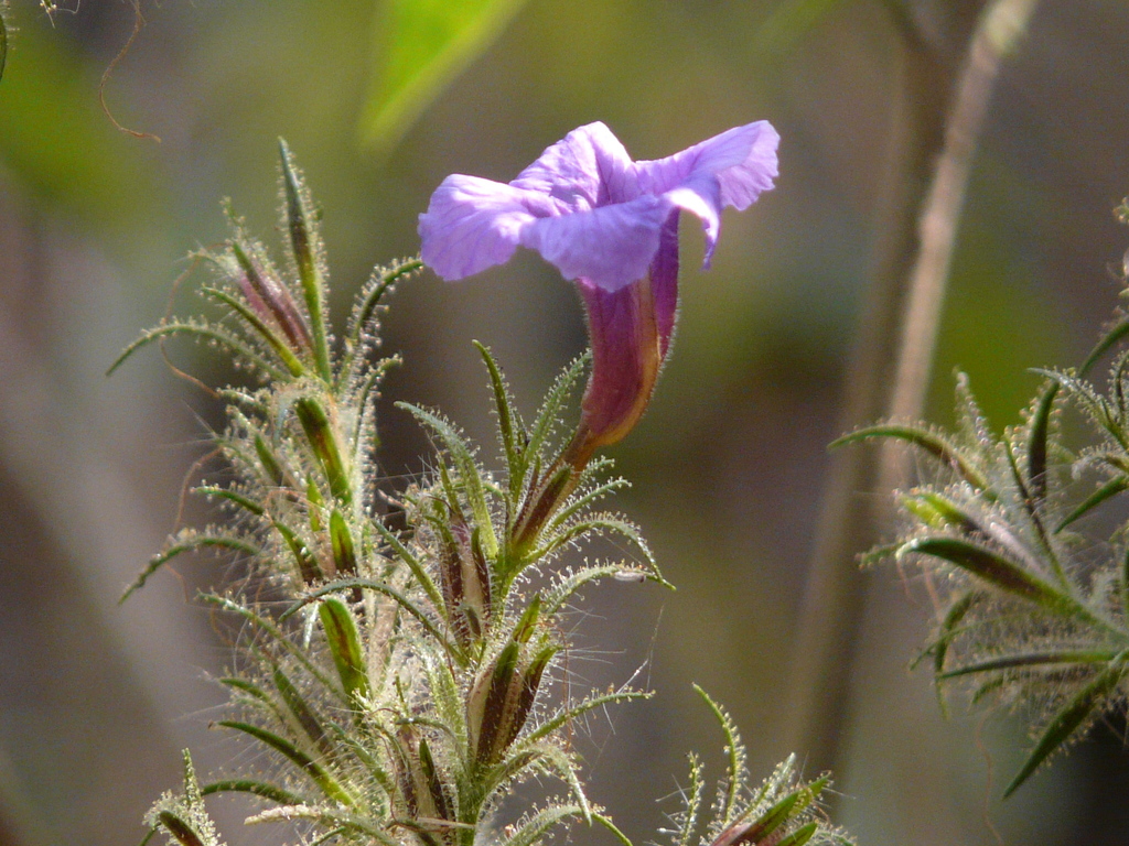Strobilanthes integrifolia