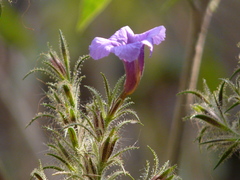 Strobilanthes integrifolius