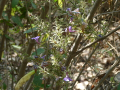 Strobilanthes integrifolius