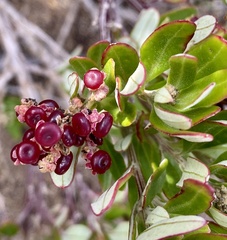 Chenopodium baccatum