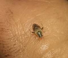 Hamatophylus guttulosus