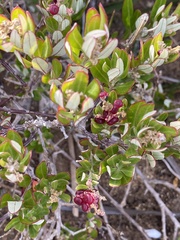 Chenopodium baccatum