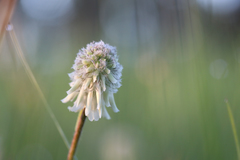 Trifolium eriocephalum