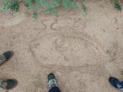 Phacochoerus africanus