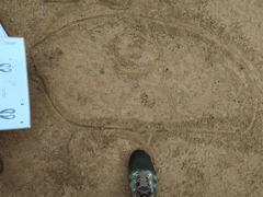 Phacochoerus africanus