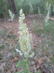 Poa arachnifera