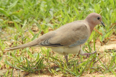 Streptopelia senegalensis