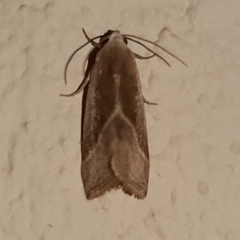 Micrathetis dasarada