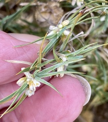 Acanthocarpus preissii