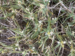 Acanthocarpus preissii