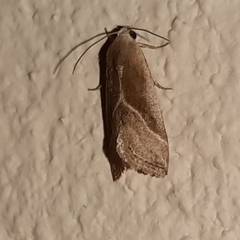 Micrathetis dasarada