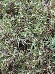 Acanthocarpus preissii