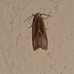 Micrathetis dasarada