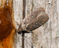 Agonopterix clemensella