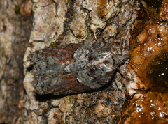 Acleris pulverosana