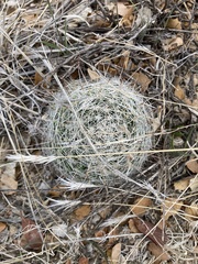 Mammillaria barbata