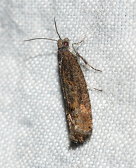 Pseudexentera mali