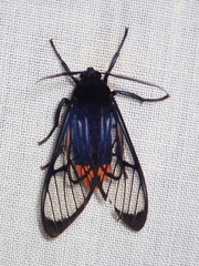 Osmocneme bracata