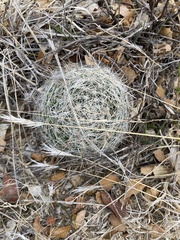 Mammillaria barbata