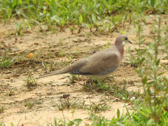 Streptopelia senegalensis