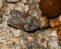 Acleris pulverosana