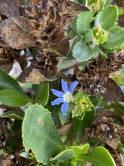 Scaevola nitida