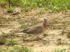 Streptopelia senegalensis