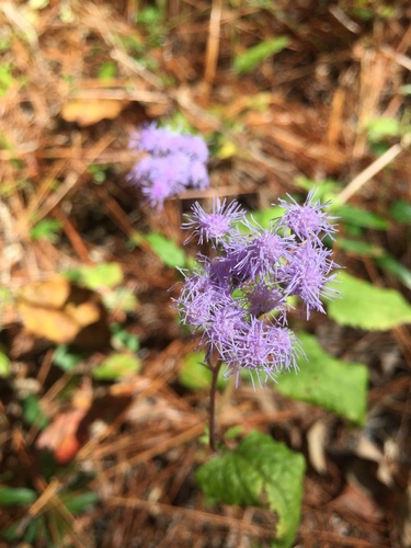 Conoclinium coelestinum image
